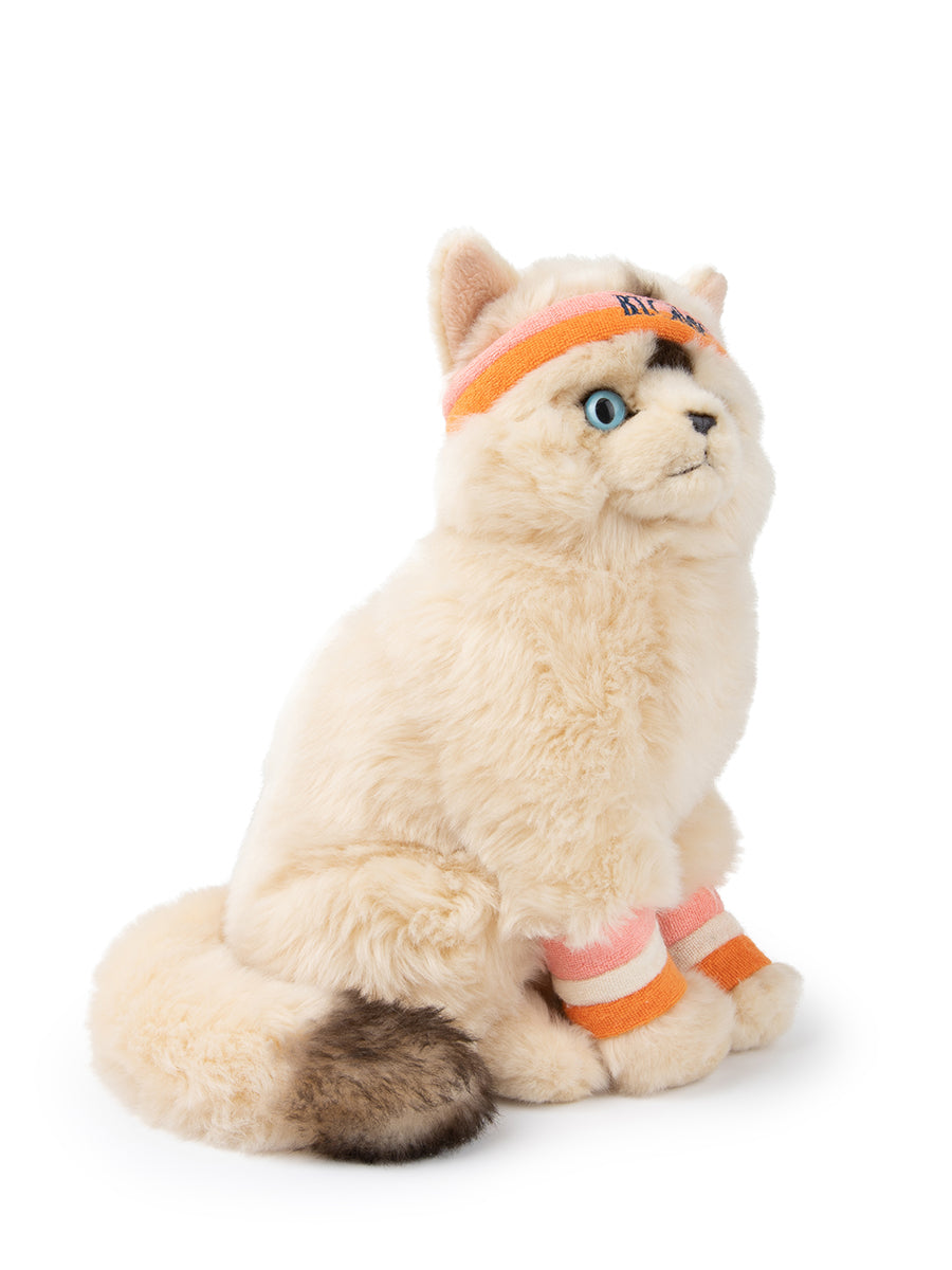 Dolly the Ragdoll