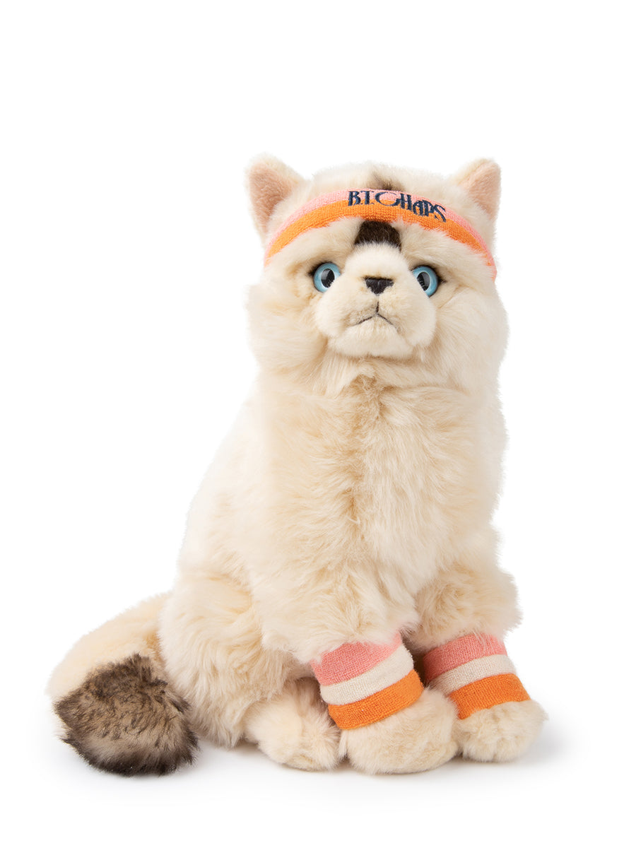 Dolly the Ragdoll