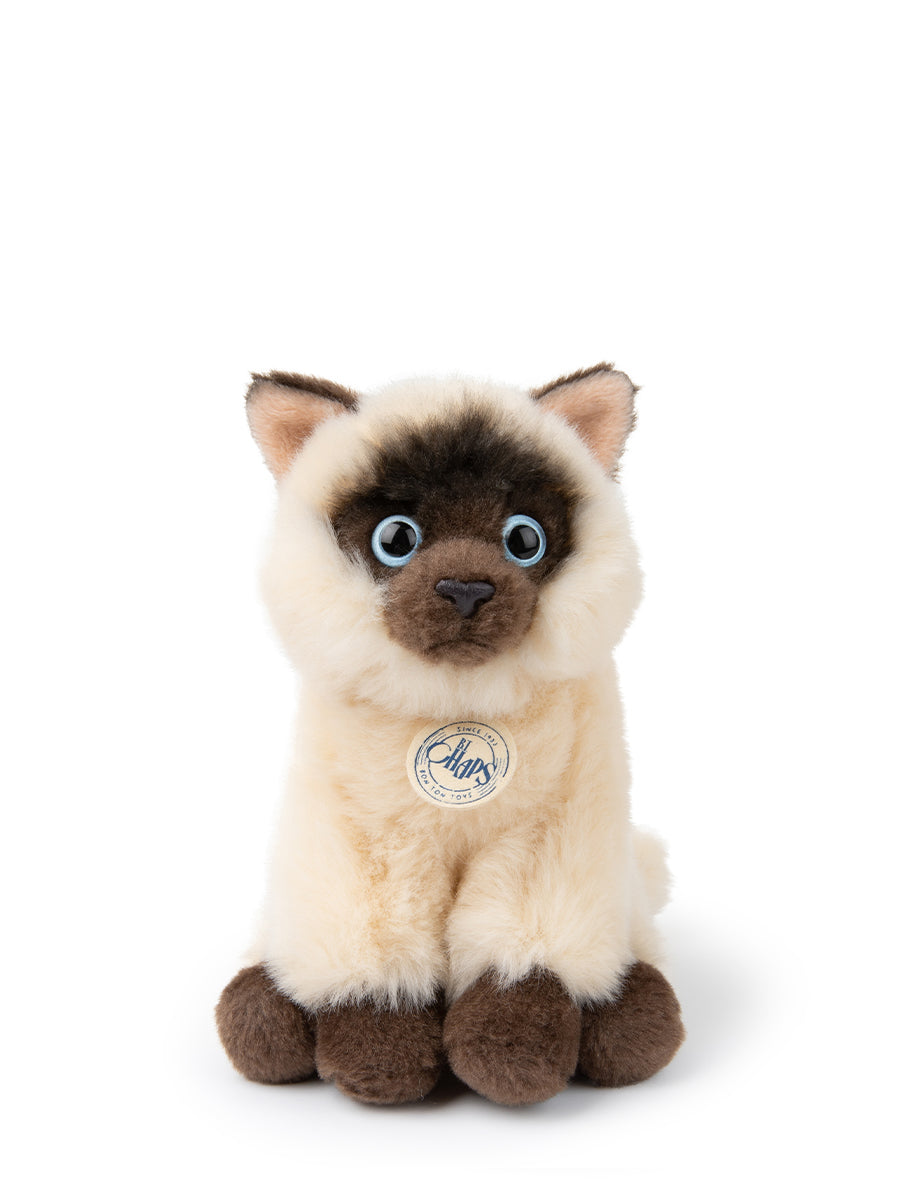 Eddie the Siamese in giftbox
