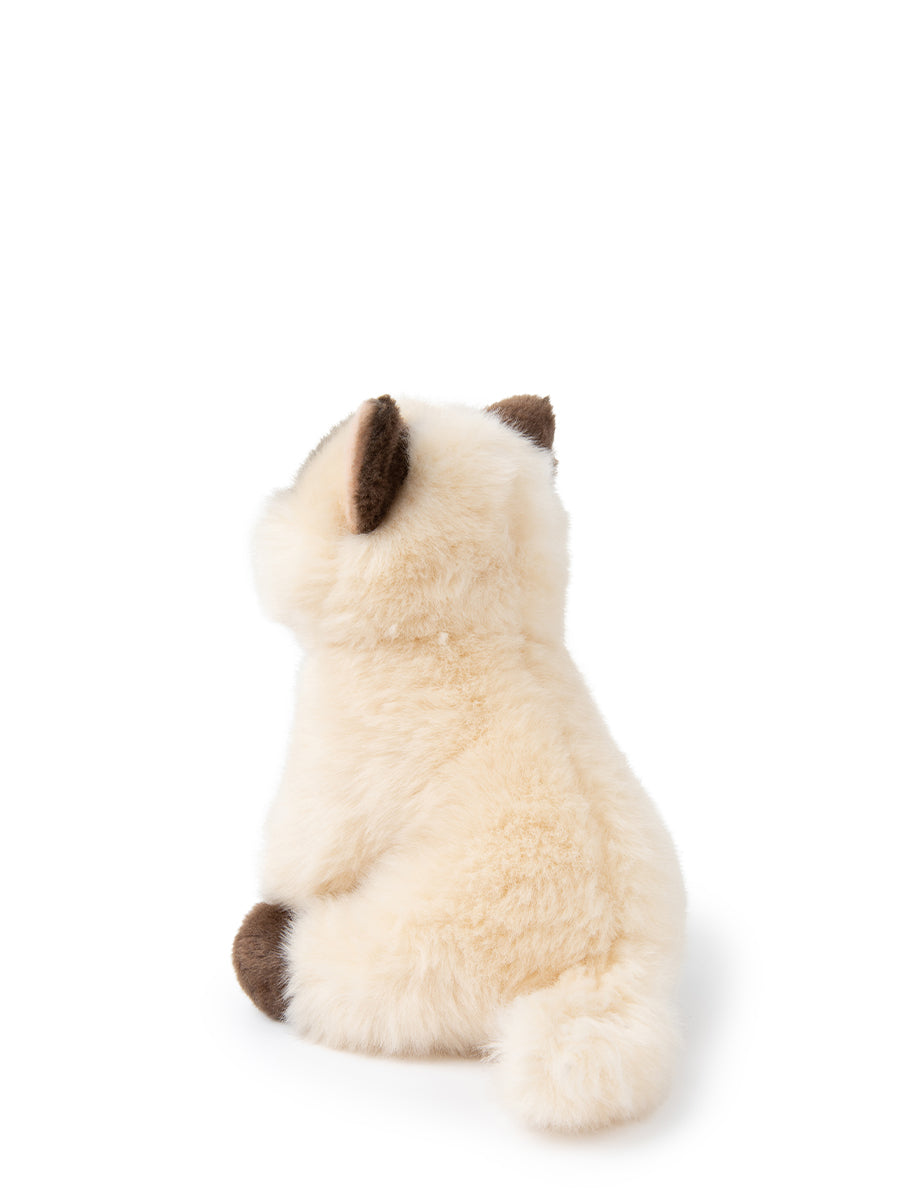 Eddie the Siamese in giftbox