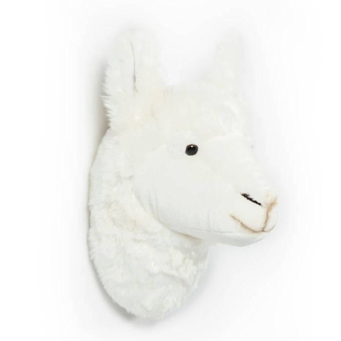 lama trofæ