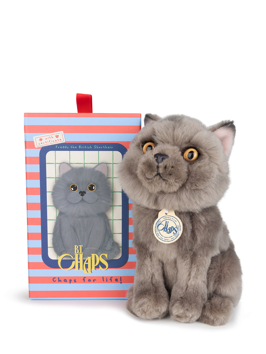 Freddy the British Shorthair in giftbox