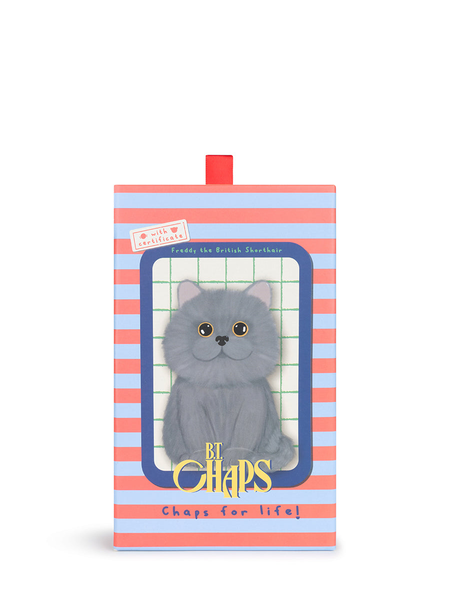 Freddy the British Shorthair in giftbox