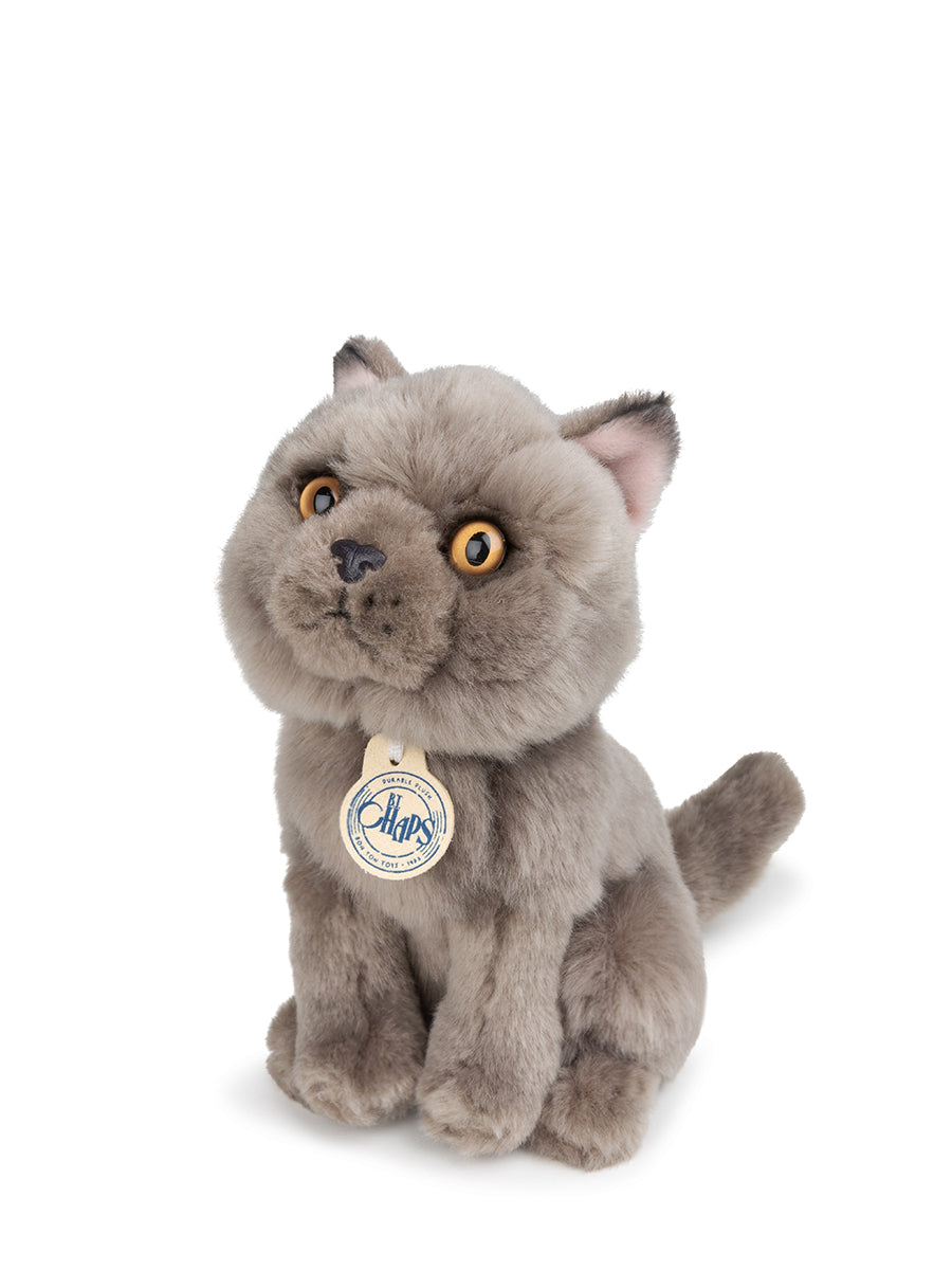 Freddy the British Shorthair in giftbox