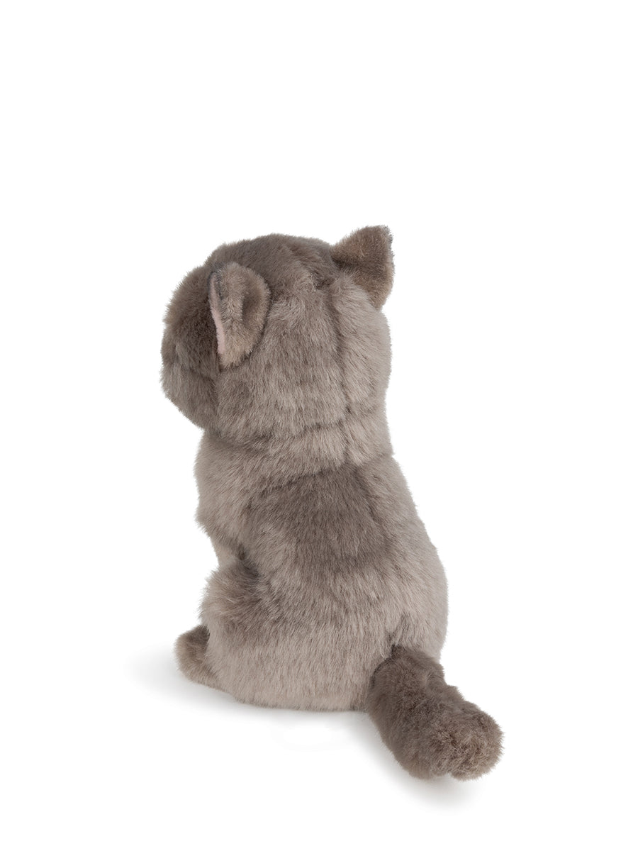 Freddy the British Shorthair in giftbox