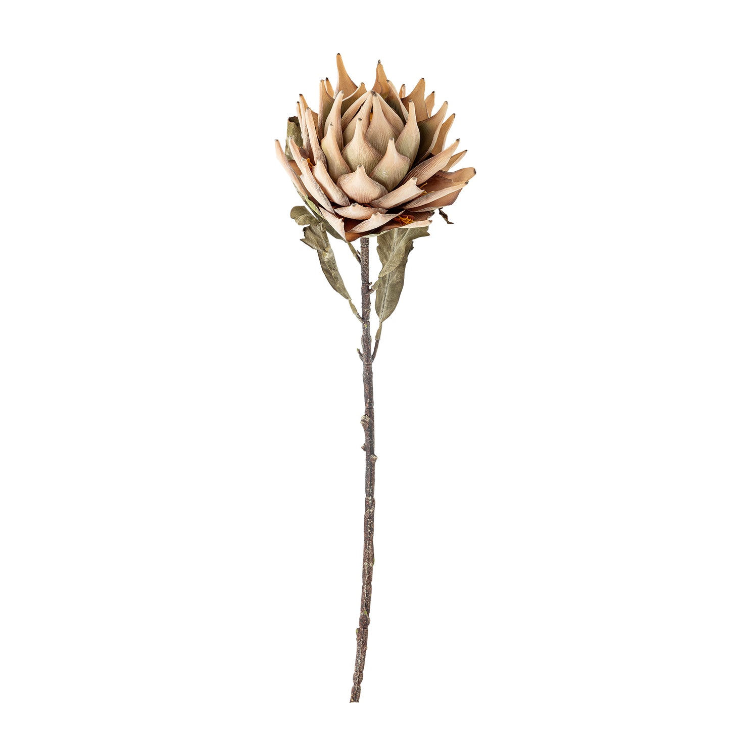 Protea Stilk - Natur - Kunstige Blomster