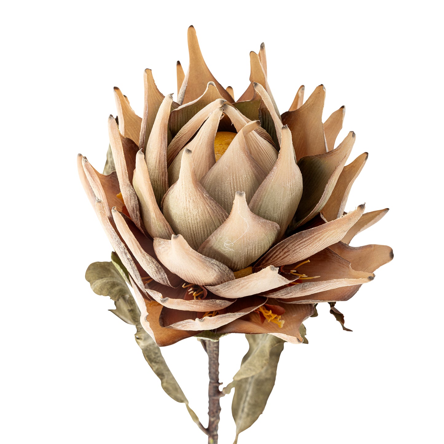 Protea Stilk - Natur - Kunstige Blomster