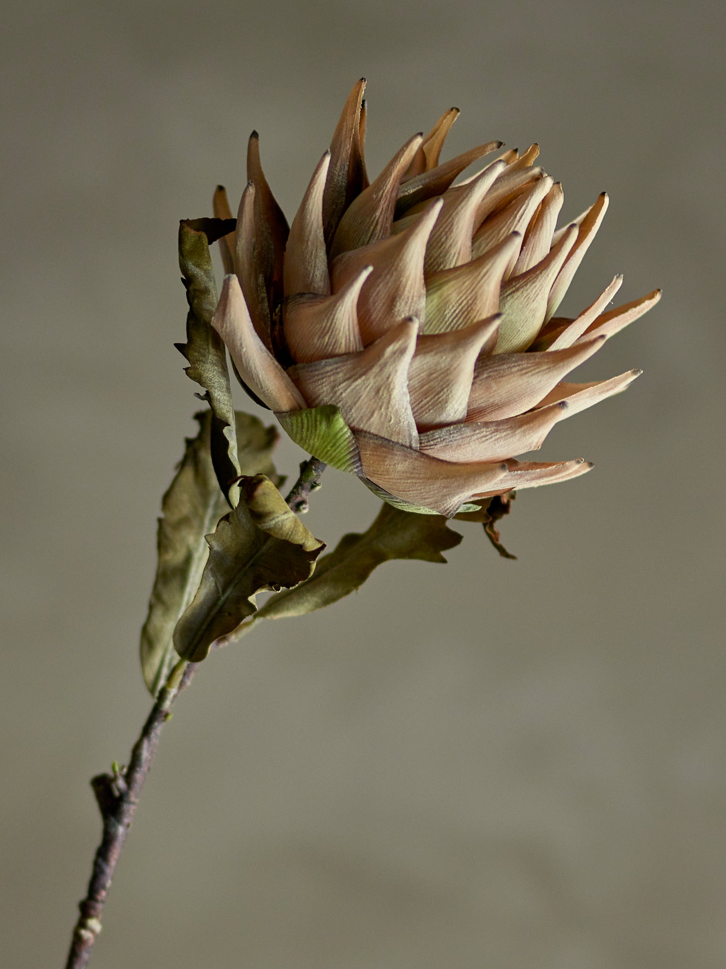 Protea Stilk - Natur - Kunstige Blomster